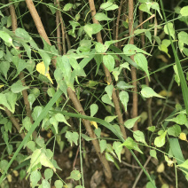 （优质青梅苗）梅子树大青梅苗盐梅苗基地直发