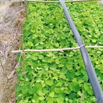 江西粉防己杯苗，粉防己托盘苗，防己苗，粉防己苗