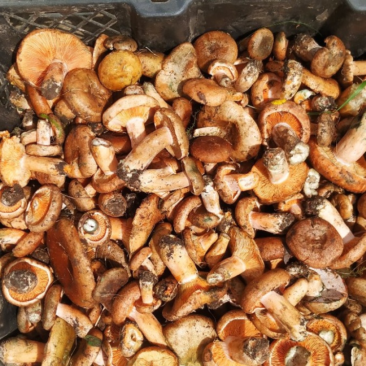 [野生菌批发]松菌 南瓜菌 松树菌菇 野生菌谷熟雁来菌甘南产地大量