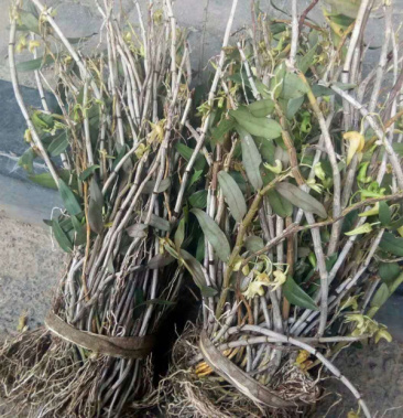 野生铁皮石斛 广西天峨本地纯野生药材 放心购买