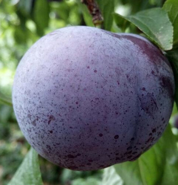 紫琥珀李子黑布林李子专产量大