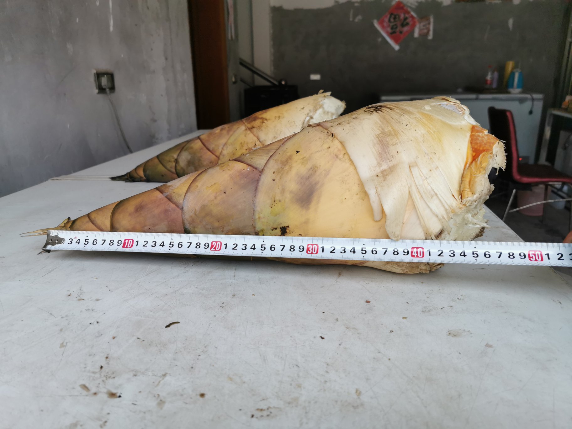 川贝母称重与计数实景图