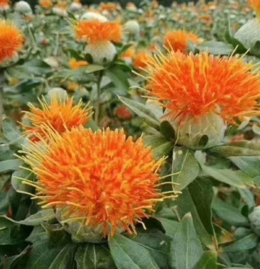 全国包邮清水红花,老百姓自己的产品 颜色