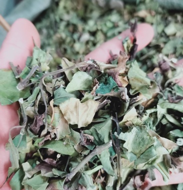 野生中药材小驳骨 接骨草 裹篱樵驳骨草驳骨丹 另有大