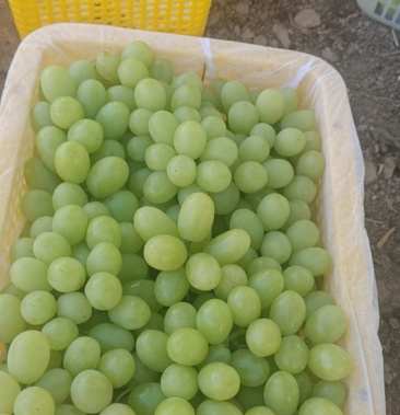 [无籽露批发]精品小黄箱价格45.00元/件 - 一亩田