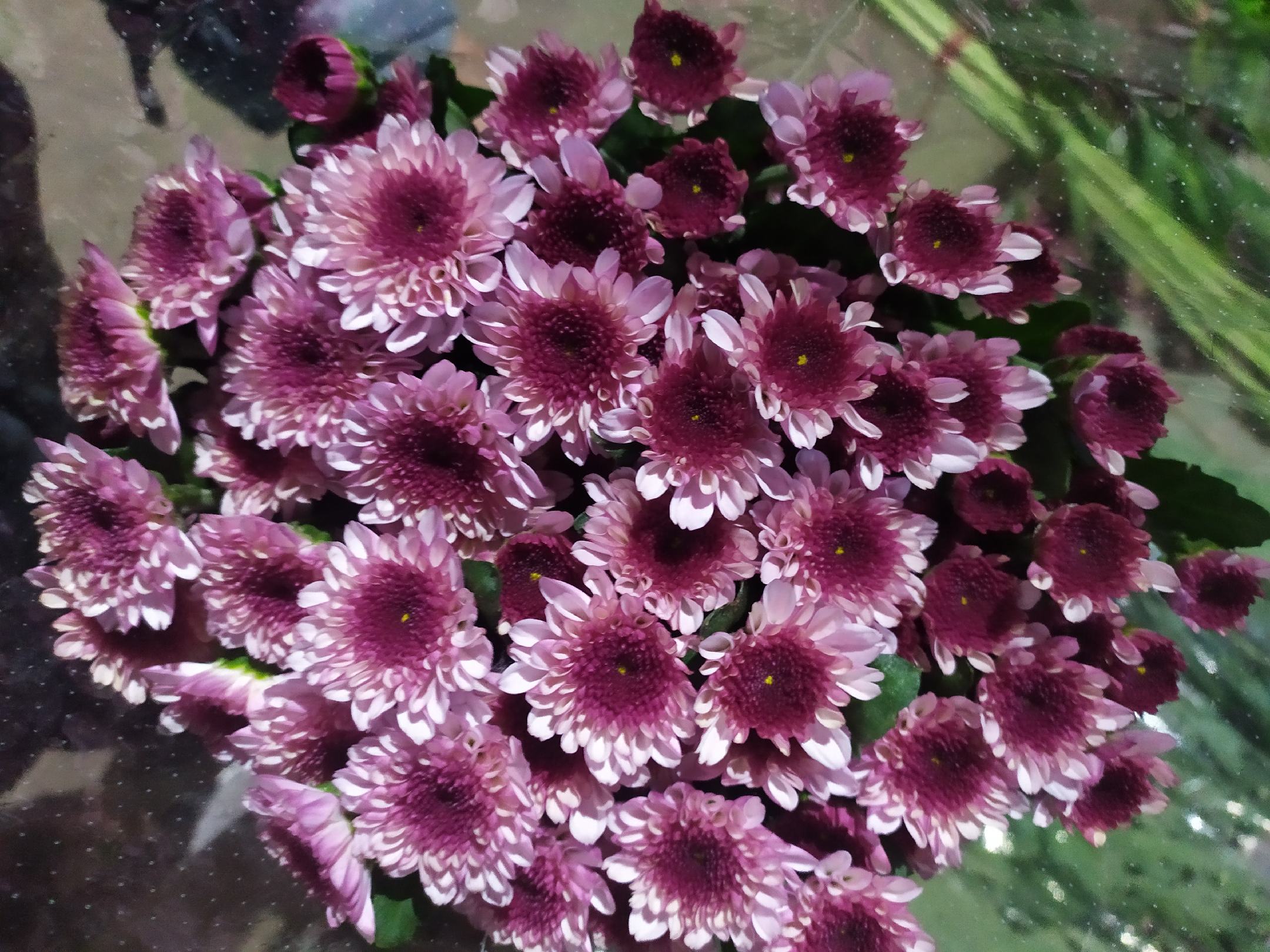 潘多拉紫色雏菊用于花艺设计的场景,展示其在婚礼花束与节日装饰中的应用效果 潘多拉紫色雏菊在花艺设计中的应用