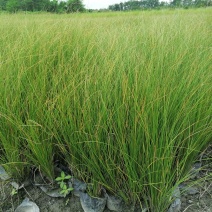 凤黄岭苔草苗16杯基地大量供应，凤黄岭成都基地货源