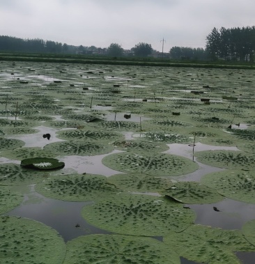 鸡头米上市了四十亩现采现卖