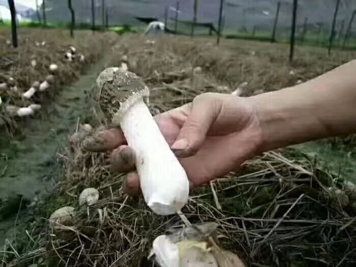 长裙竹荪鲜品特写