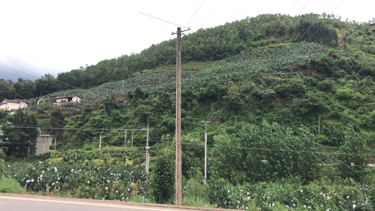 一片阳光充足的山坡果园中,成排的软籽石榴树挂满成熟的果实,果实在绿叶衬托下呈现出诱人的粉红色,农民正在田间进行采收前的检查,地面覆盖有滴灌管道,体现现代化种植技术 果园中的软籽石榴树挂满果实