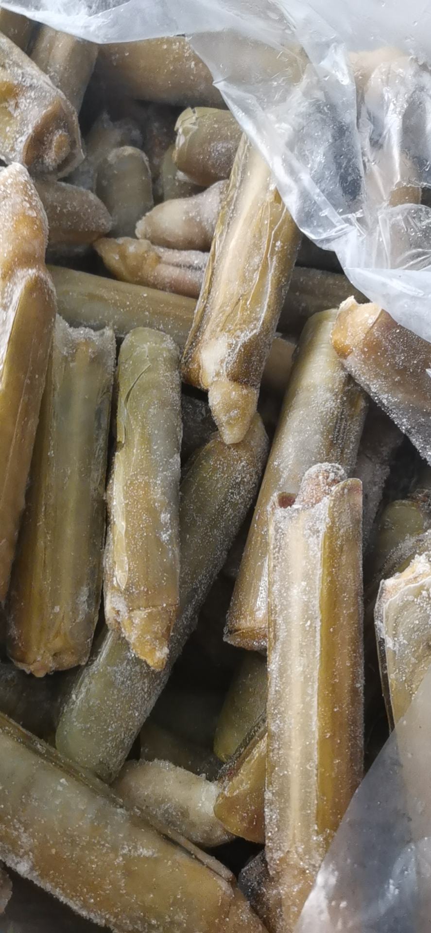 [海蛏批发]带壳蛏王 鲜活速冻蛏王 竹蛏子 特大蛏子王价格495.