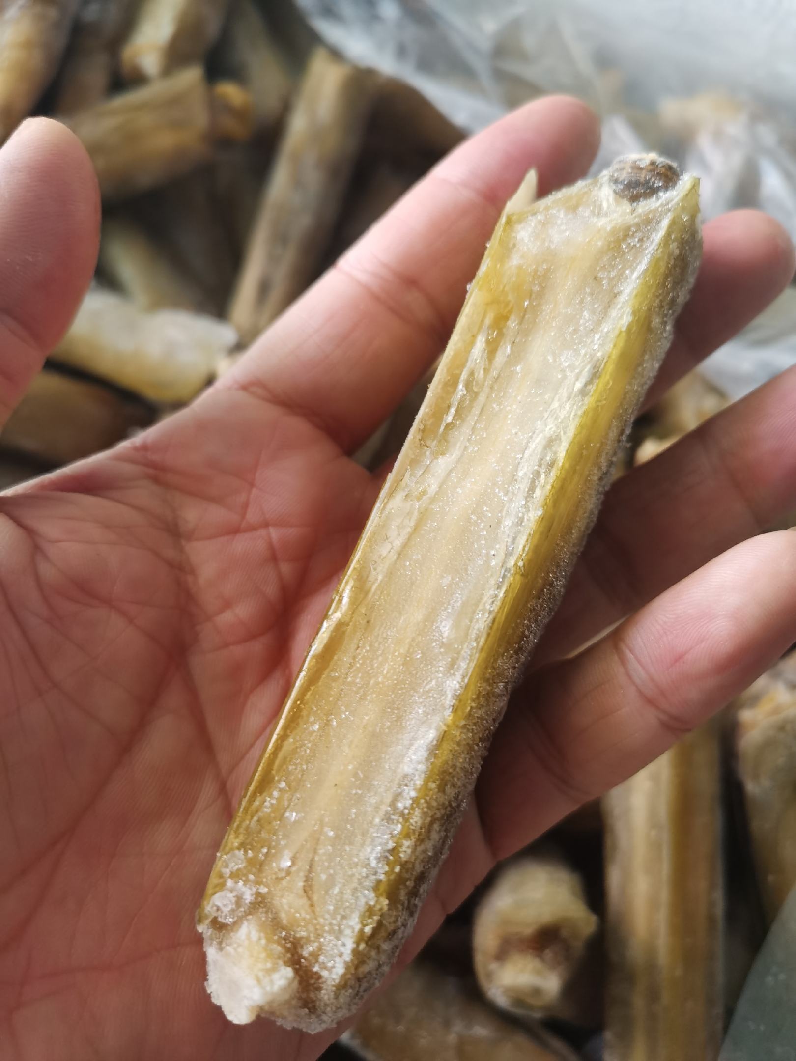 [海蛏批发]带壳蛏王 鲜活速冻蛏王 竹蛏子 特大蛏子王价格495.