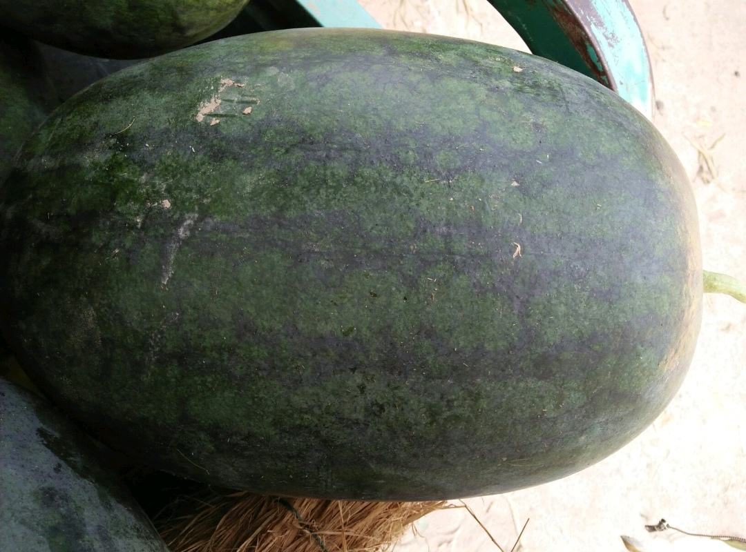 黑美人西瓜成熟期特写