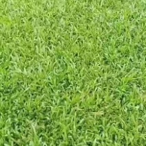 出售各种绿化草坪，大叶油草，台湾草