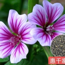 锦葵种子四季阳台庭院盆栽园林花卉种子可提供发票