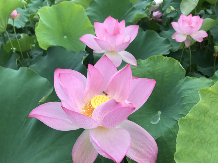 白莲莲盛花期特写:一株盛放的纯白色单瓣白莲莲立于清澈浅水之中,花瓣共12枚,层叠舒展,花心金黄雄蕊簇拥淡绿雌蕊,水面倒影清晰,背景为朦胧青翠荷田 白莲莲盛花期特写:一株盛放的纯白色单瓣白莲莲立于清澈浅水之中,花瓣共12枚,层叠舒展,花心金黄雄蕊簇拥淡绿雌蕊,水面倒影清晰,背景为朦胧青翠荷田