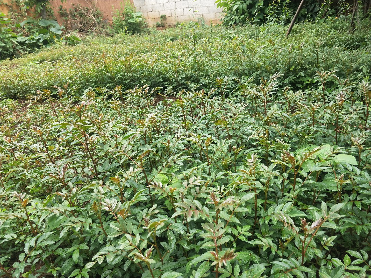 花椒树秋季修剪示意图