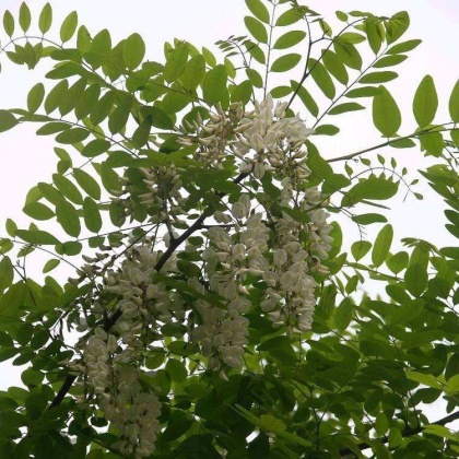 山东刺槐苗价格行情走势 - 一亩田