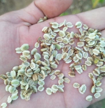 [白芷种子批发]亳州华佗白芷种子价格20.00元/斤 - 一亩田