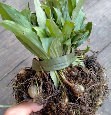 纯野生广西正品冰球子苗