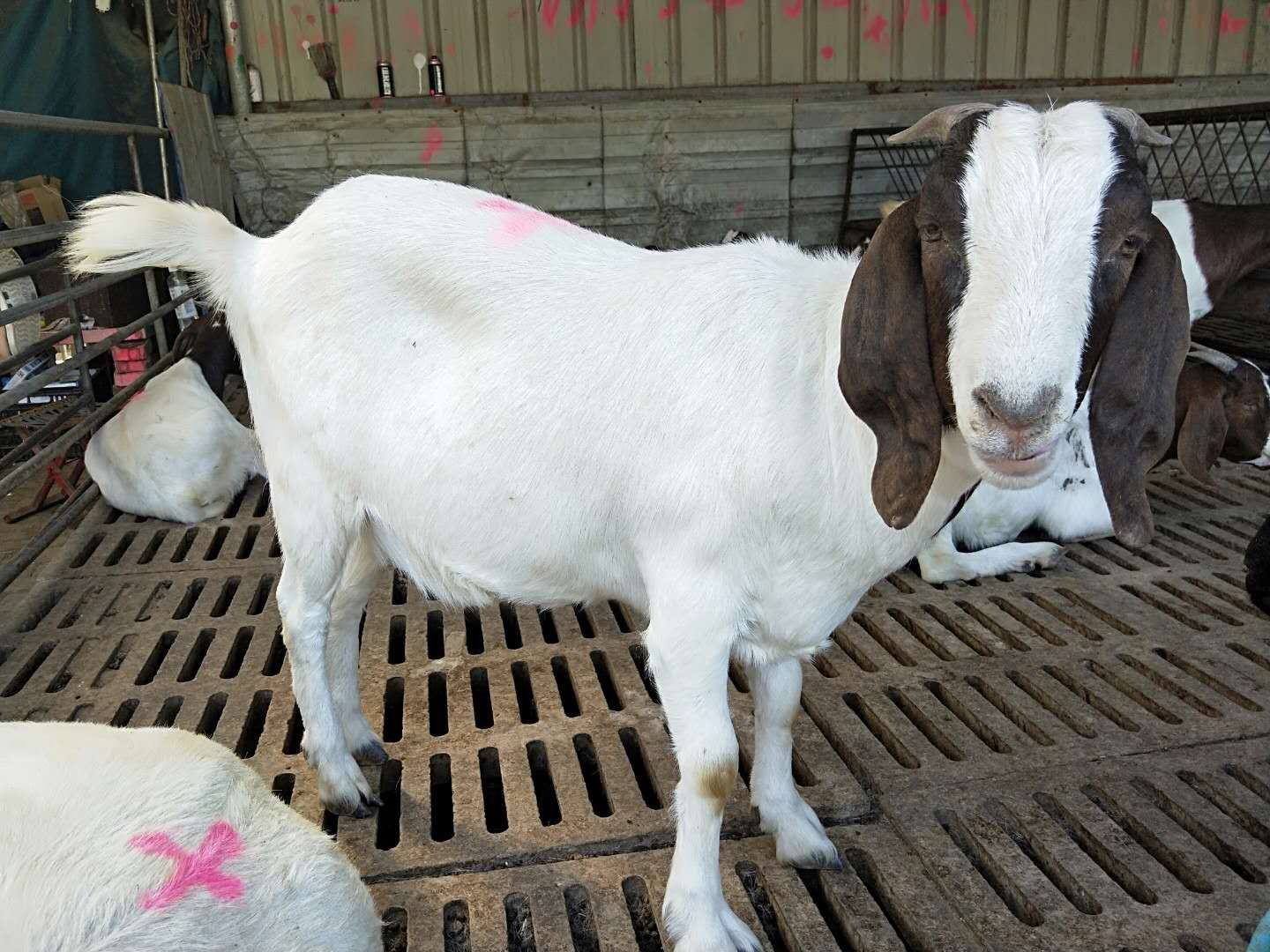 波尔山羊幼崽与母羊互动