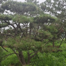 造型黑松造型油松景观松造型松黑松油松