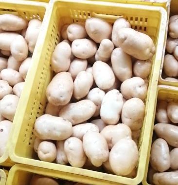 陕西定边县白泥井蔬菜基地大量226白皮土豆马铃薯洋芋