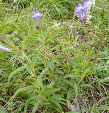 野生黄岑大山上现挖鲜货