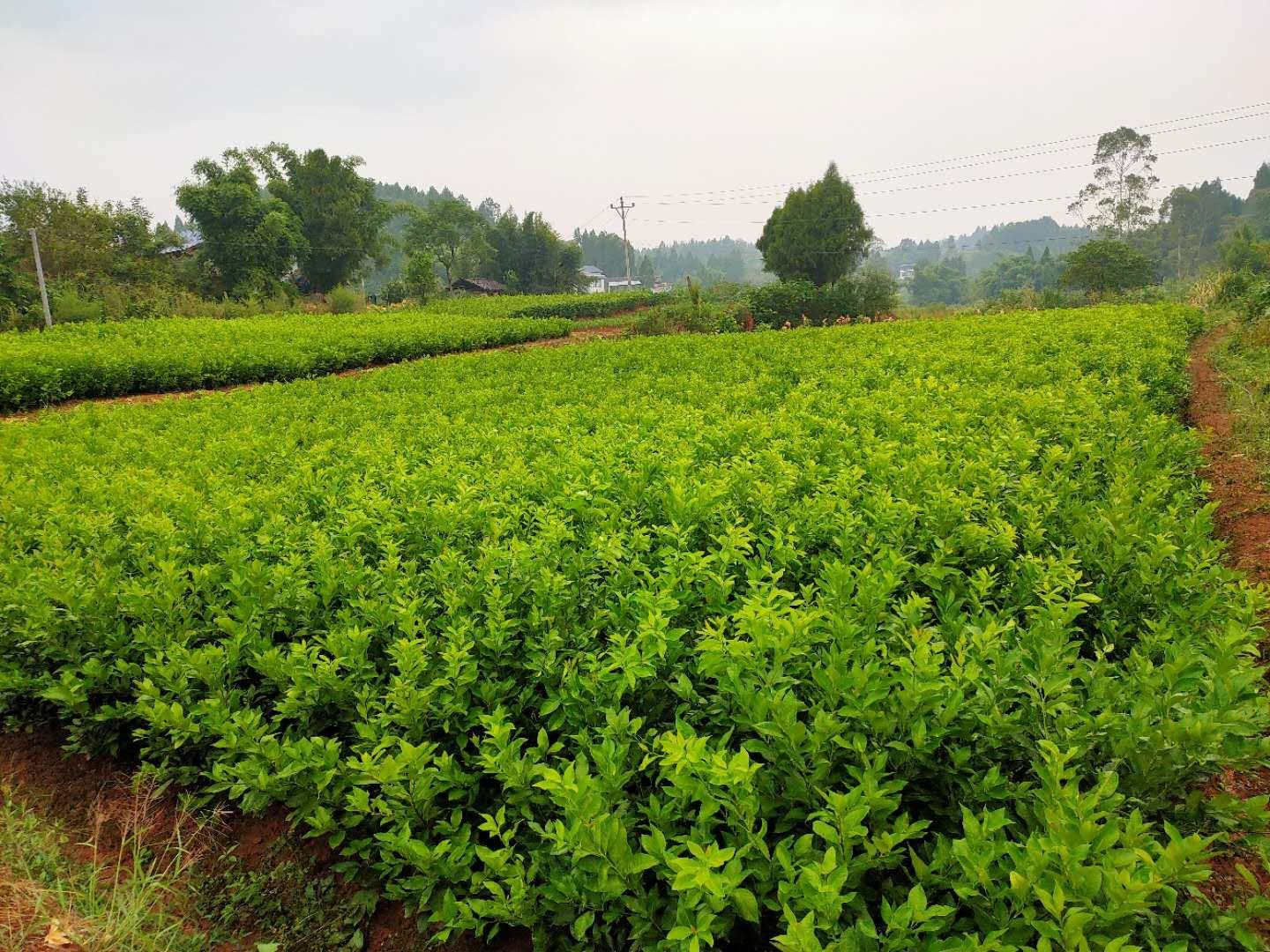 展示尤力克柠檬在田间种植的状态,阳光下的果园,果树茂盛,果实累累 尤力克柠檬果园实景图
