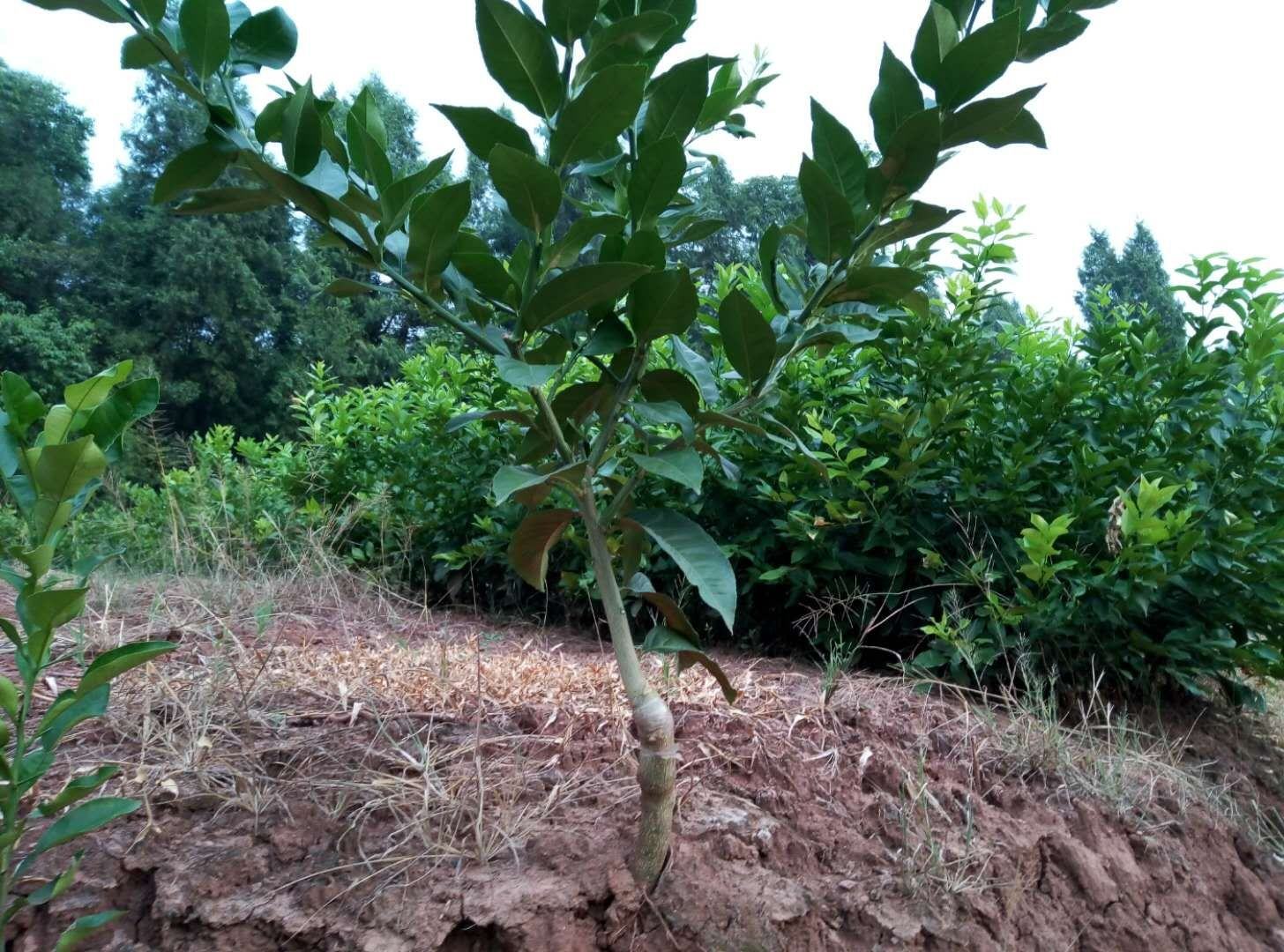 尤力克青柠檬果园种植场景