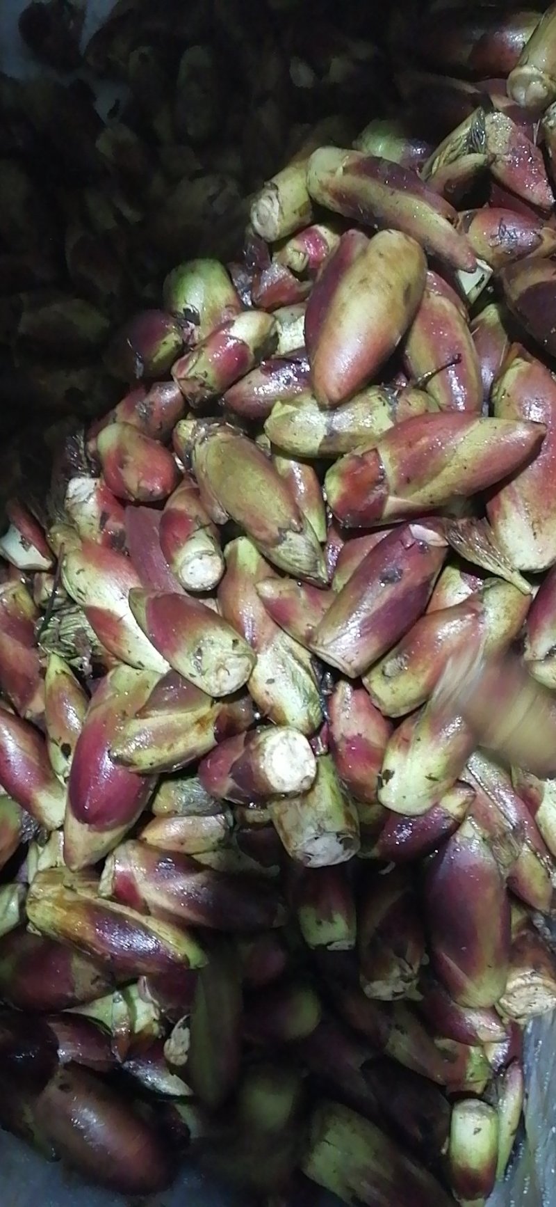 刺嫩芽刺老包乌龙头子弹头剁老包野生蔬菜