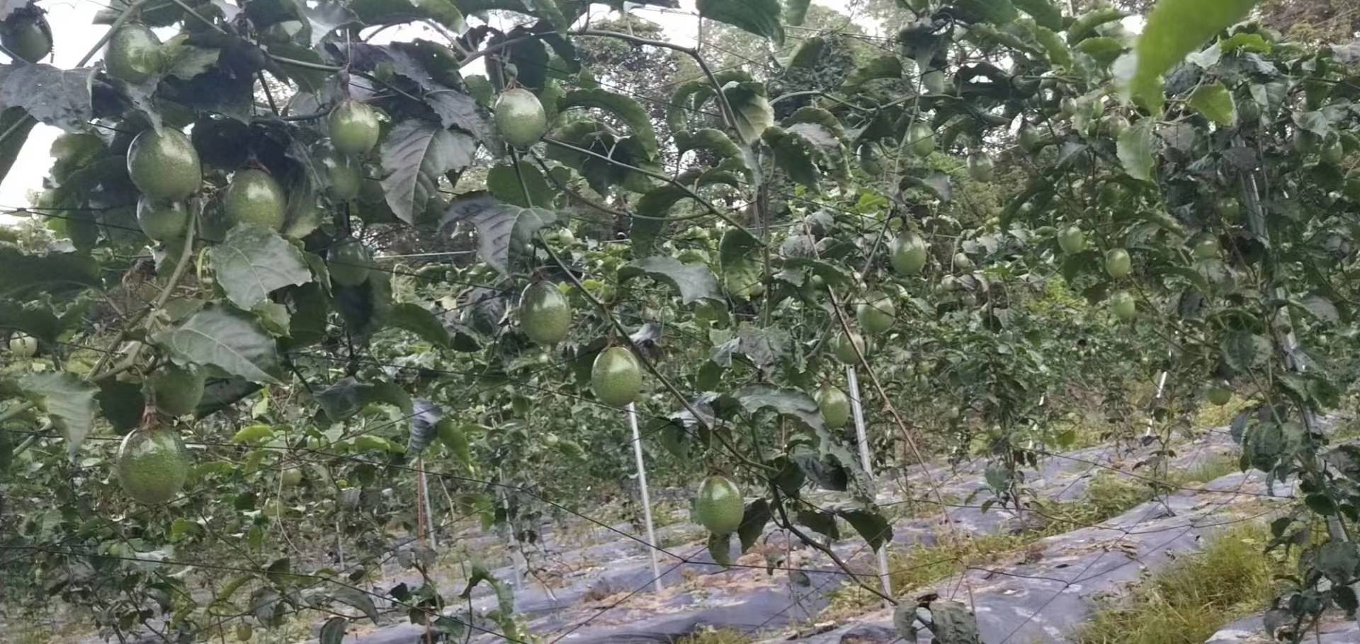农户手持两株对比苗进行现场甄别