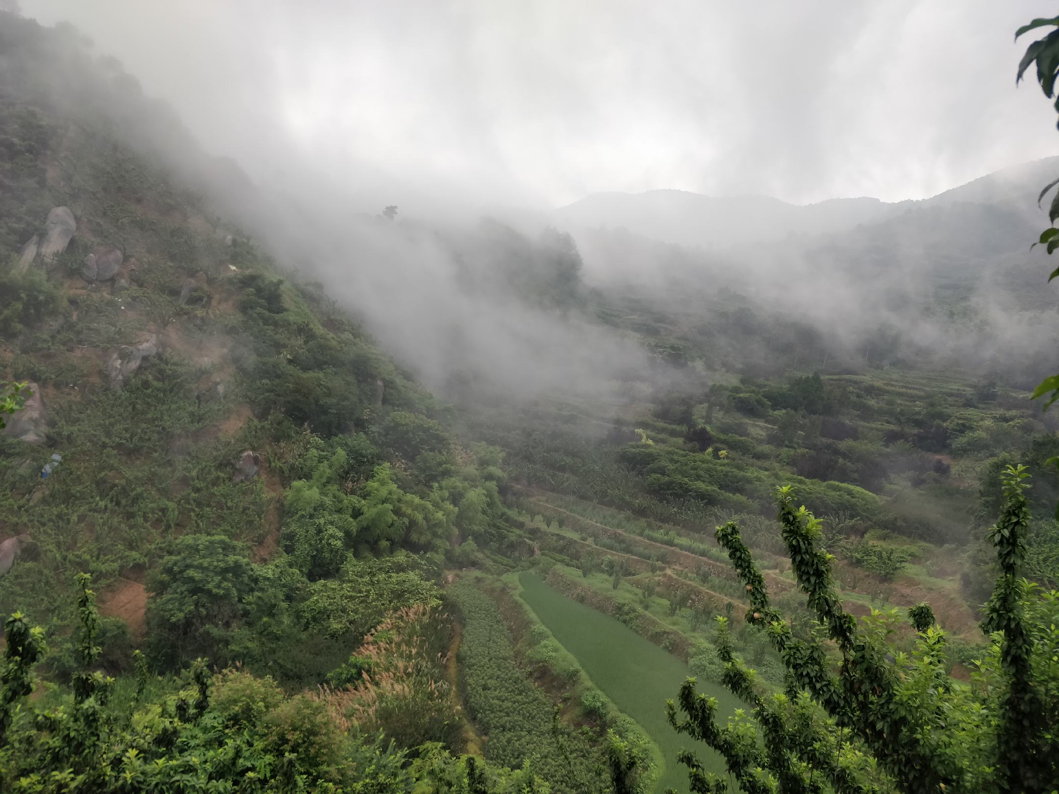 一名技术人员正在山地梯田中进行桃形李幼苗定植操作,苗木根系舒展,土壤回填压实,立有支撑杆防止风吹晃动,背景为早春薄雾笼罩的果园 桃形李幼树定植示范图