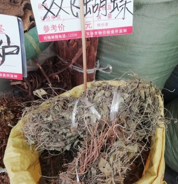 野生双飞蝴蝶老君须