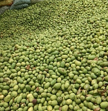 种植基地直售光木瓜伏果