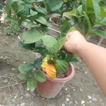 佛手苗，川佛手，杯苗，带果苗杯苗，地苗，四季挂果，