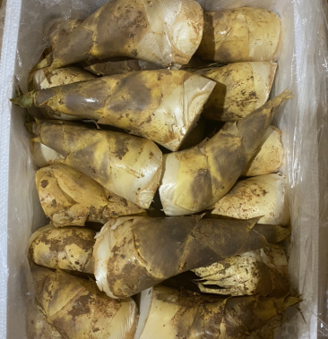 [马蹄笋批发]福建古田县绿源笋业专业合作社:马蹄笋包装笋基地直供