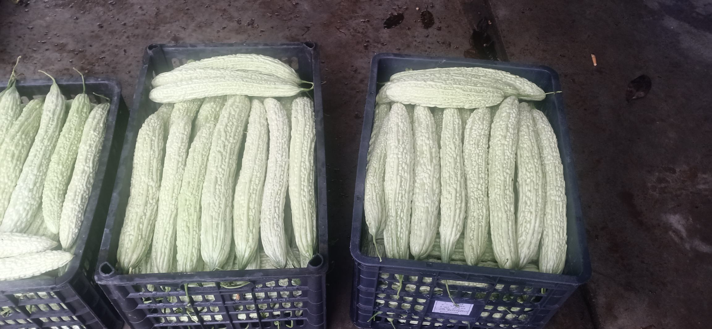 展示苦瓜切块并分装冷藏的过程 苦瓜分装冷藏示意图