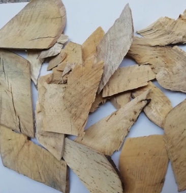 土巴豆鸡骨香双眼龙八百力巴豆木