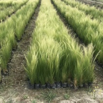 针茅小杯苗茅草杯苗基地直销，量大从优
