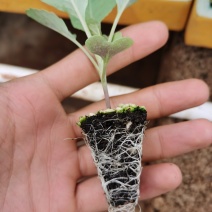 西兰花苗，青花苗，高产量，耐高温，基地直供