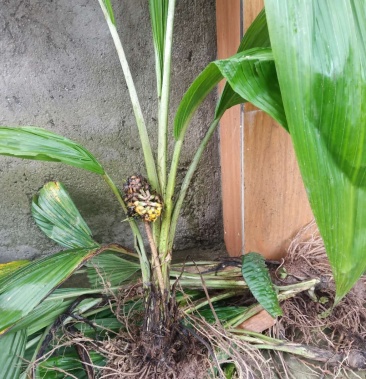 大叶仙茅大山里的货纯野生地道药材