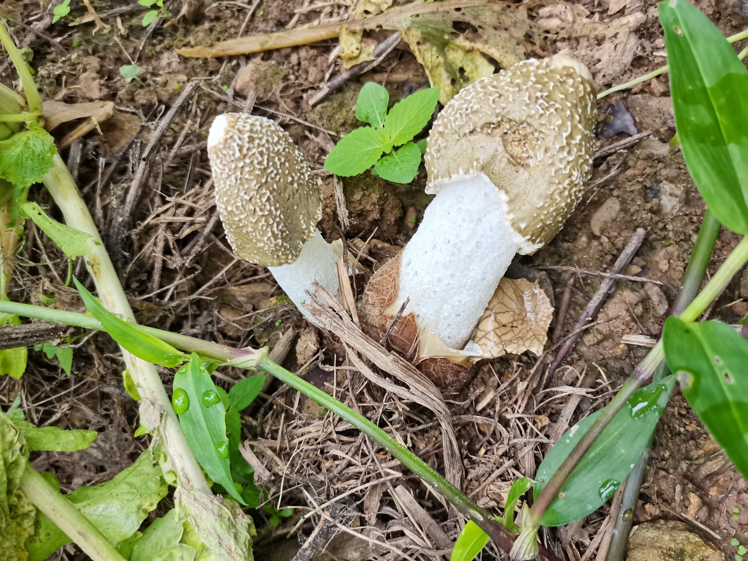 展示棘托长裙竹荪完整形态的高清图片,包括菌盖、菌裙、菌柄和带刺的菌托 棘托长裙竹荪整体形态