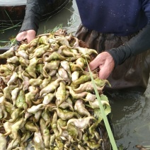 新鲜菱角大量供应家菱角当天采，当天发货，每天3万斤