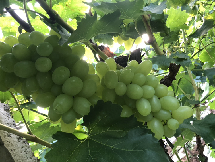 阳光玫瑰青提的特写照片