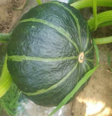 黑金二号南瓜板栗南瓜上市中