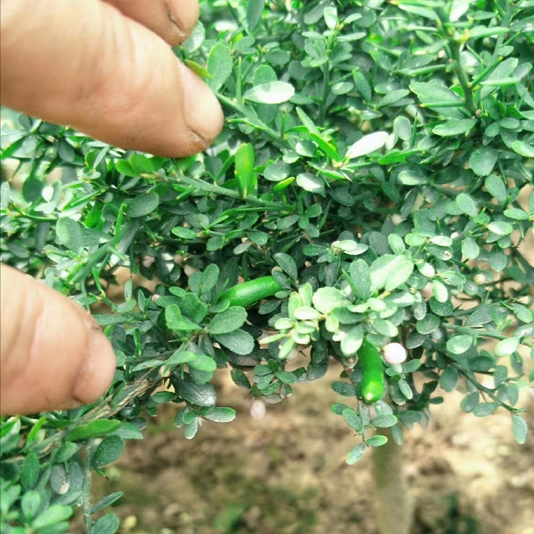 刺梨与柠檬的植物形态对比图