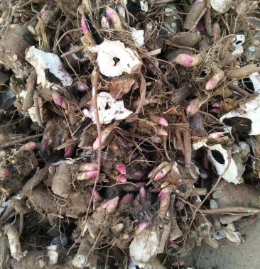 [芍药苗批发]芍药苗白芍,赤芍,药用芍药苗,绿化工程专用,药材价格0.