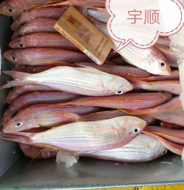 北部湾冰鲜冷冻金线红三鱼