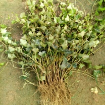 中华常青藤，常春藤，爬藤植物四季常青